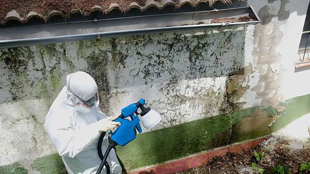 Mold Remediation service in Thompsonville, Thompsonville, MI